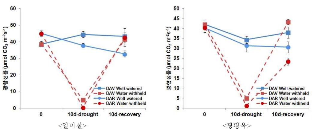 유수형성기와 개화기 한발에 의한 광합성률(위)와 기공전도도(아래) 변화