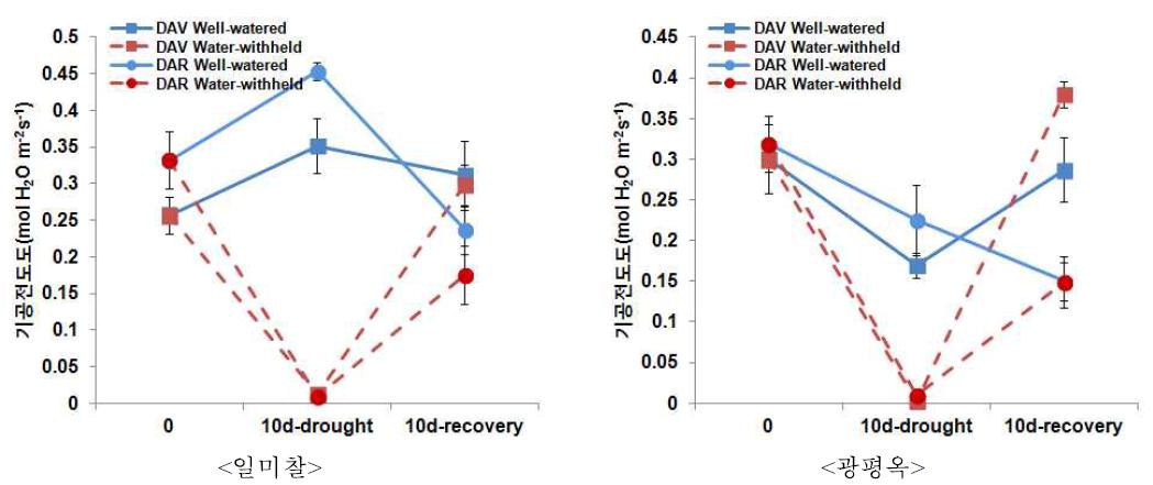 유수형성기와 개화기 한발에 의한 광합성률(위)와 기공전도도(아래) 변화