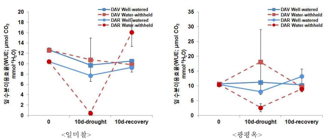 유수형성기와 개화기 한발에 의한 수분이용효율(WUE) 변화