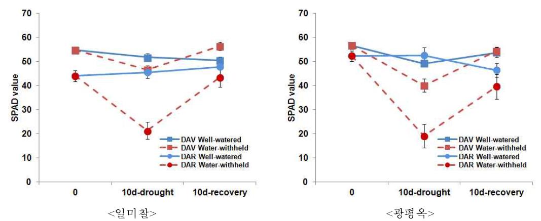 유수형성기와 개화기 한발에 의한 잎의 SPAD 값 변화