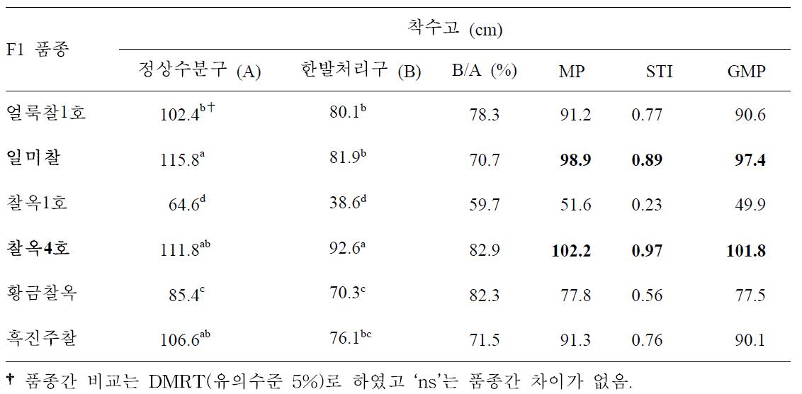 유수형성기 한발처리구와 정상수분구 착수고에 대한 찰옥수수 품종간 비교