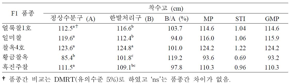 개화기 한발처리구와 정상수분구 착수고에 대한 찰옥수수 품종간 비교