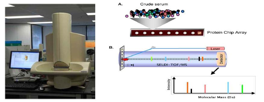 SELDI-TOF MS