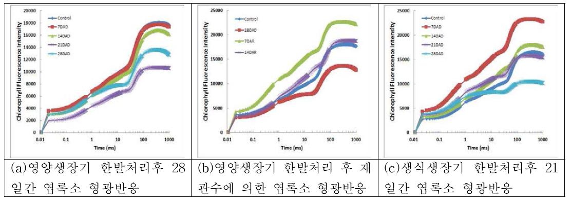 한발스트레스 처리후 ‘강다옥’의 엽록소 형광반응 비교