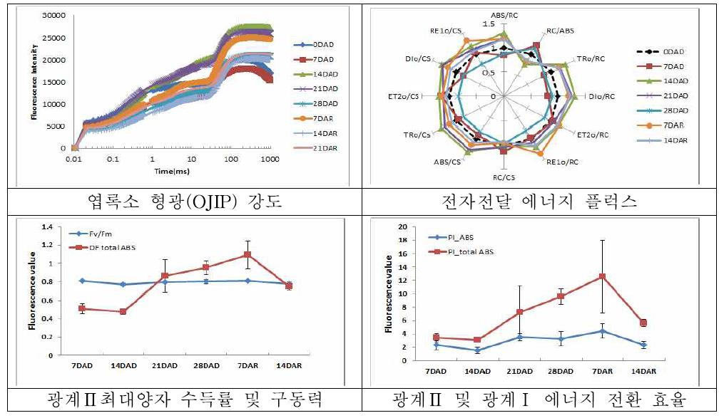 “양안옥”의 한발 및 재관수 후의 광화학 반응 분석