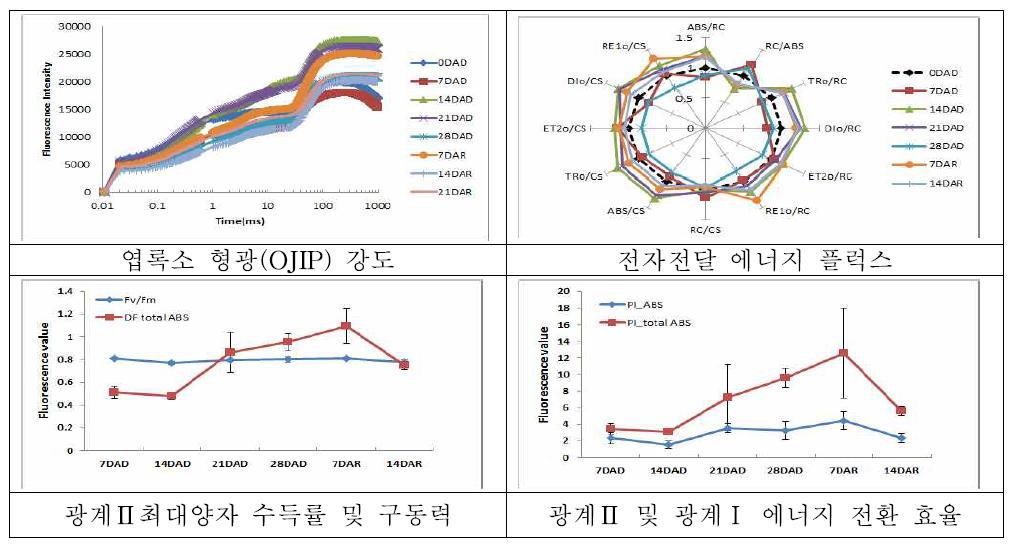 “청다옥”의 한발 및 재관수 후의 광화학 반응 분석