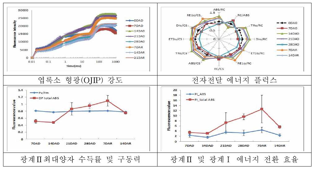 “평안옥”의 한발 및 재관수 후의 광화학 반응 분석