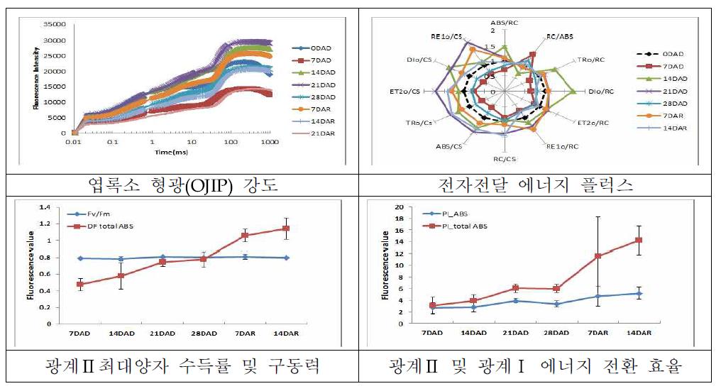 “안다옥”의 한발 및 재관수 후의 광화학 반응 분석