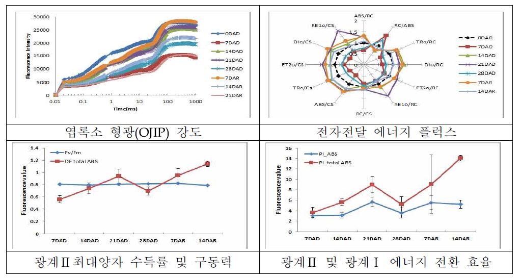 “얼룩찰1호”의 한발 및 재관수 후의 광화학 반응 분석