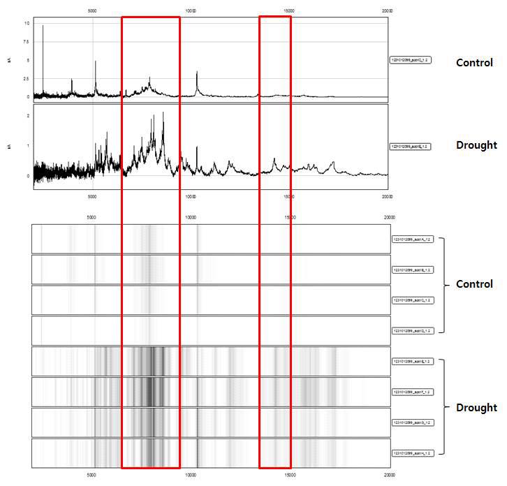 옥수수(광평옥)의 한발 처리 후 SELDI-TOF MS spectra(위) 및 Virtual gel-view fingerprints(아래) 분석