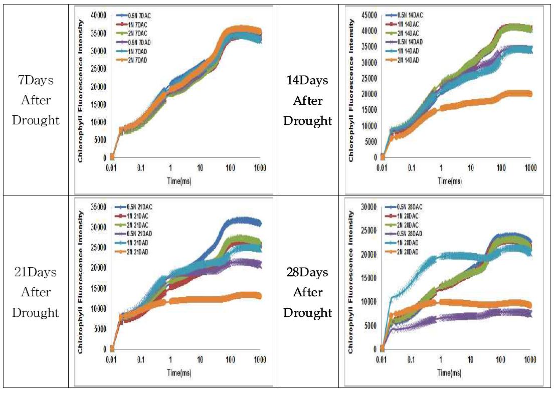 한발스트레스 처리 ‘광평옥’의 엽록소 형광반응 비교
