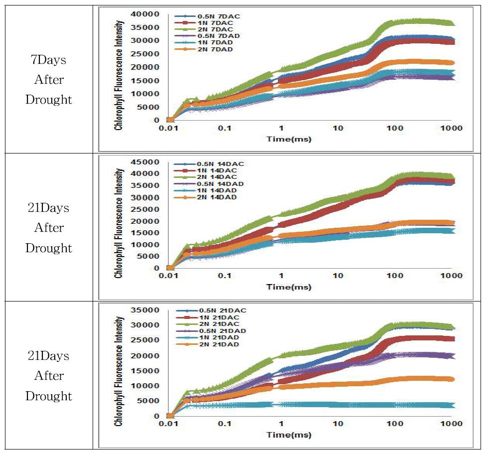 한발스트레스 처리 ‘일미찰’의 엽록소 형광반응 비교
