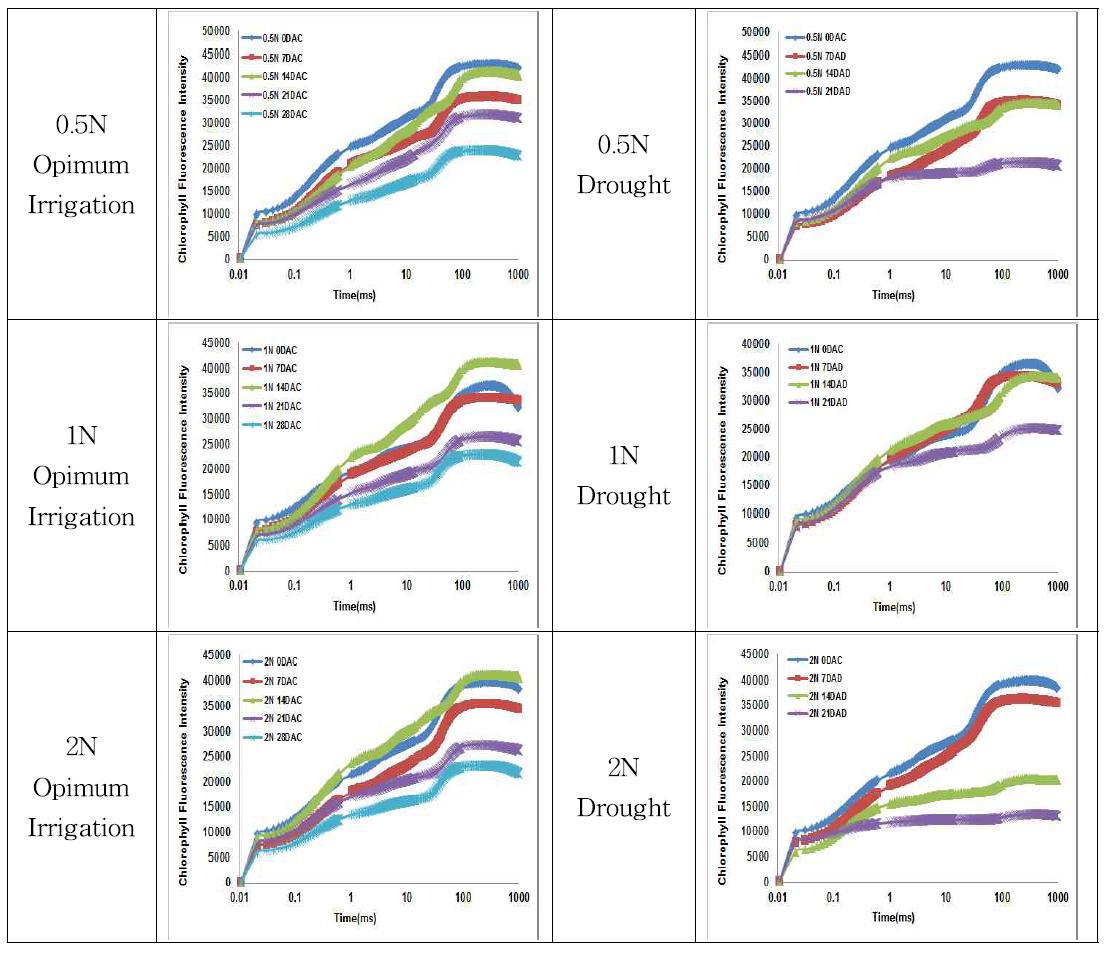한발스트레스 처리 ‘광평옥’의 엽록소 형광반응 비교