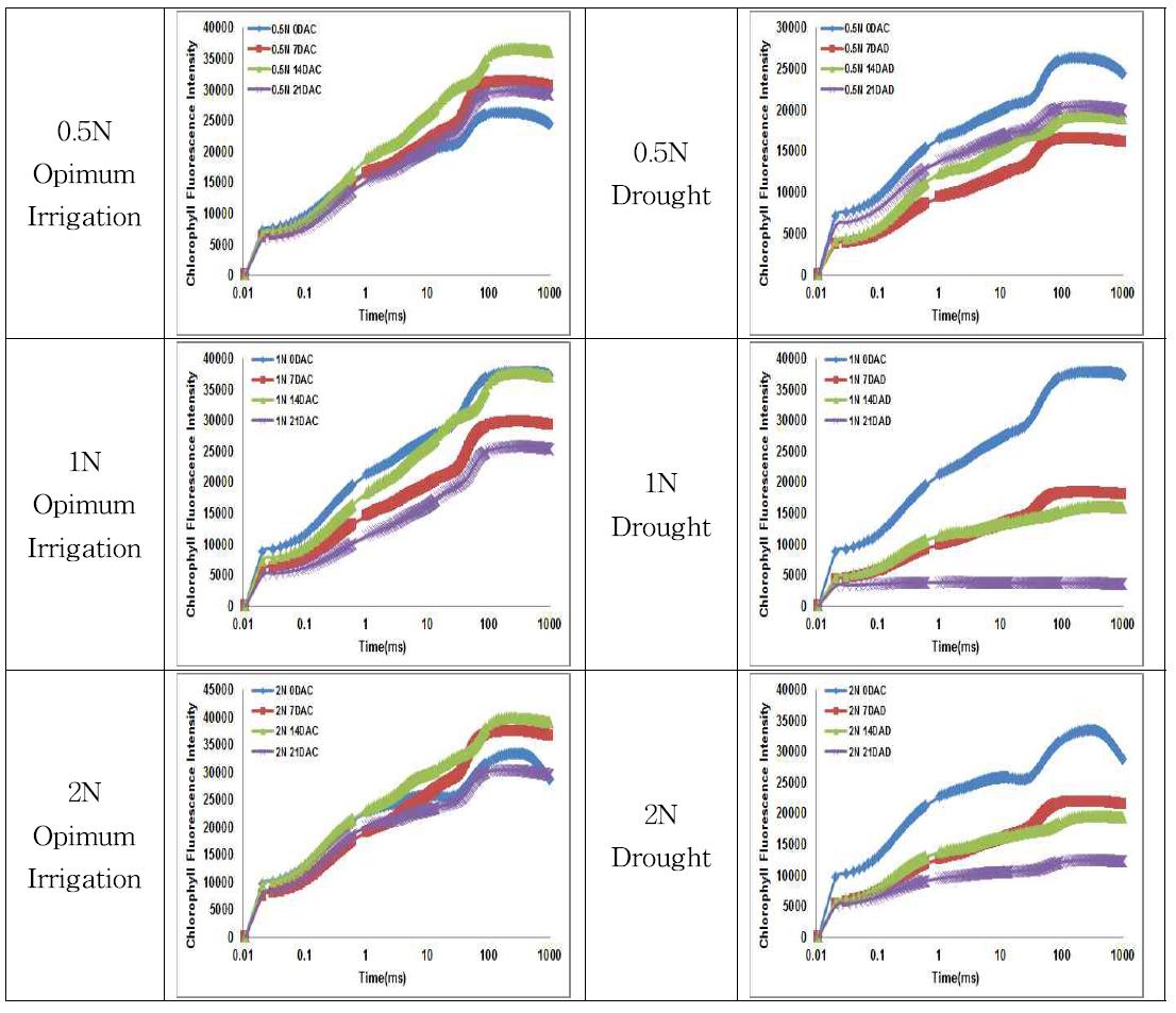 한발스트레스 처리 ‘일미찰’의 엽록소 형광반응 비교