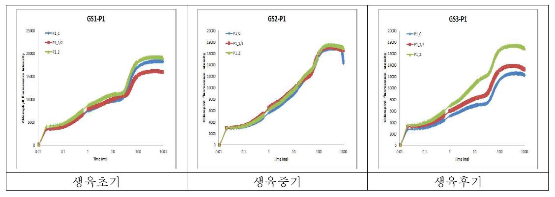 2013년 1차 파종(5.22) 옥수수의 엽록소 형광강도(OJIP) 변화