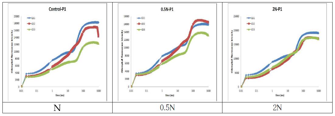 2013년 1차 파종(5.22) 옥수수의 질소 수준별 엽록소 형광강도(OJIP) 변화