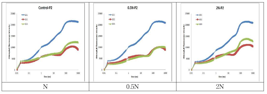 2013년 2차 파종(6.11) 옥수수의 질소 수준별 엽록소 형광강도(OJIP) 변화