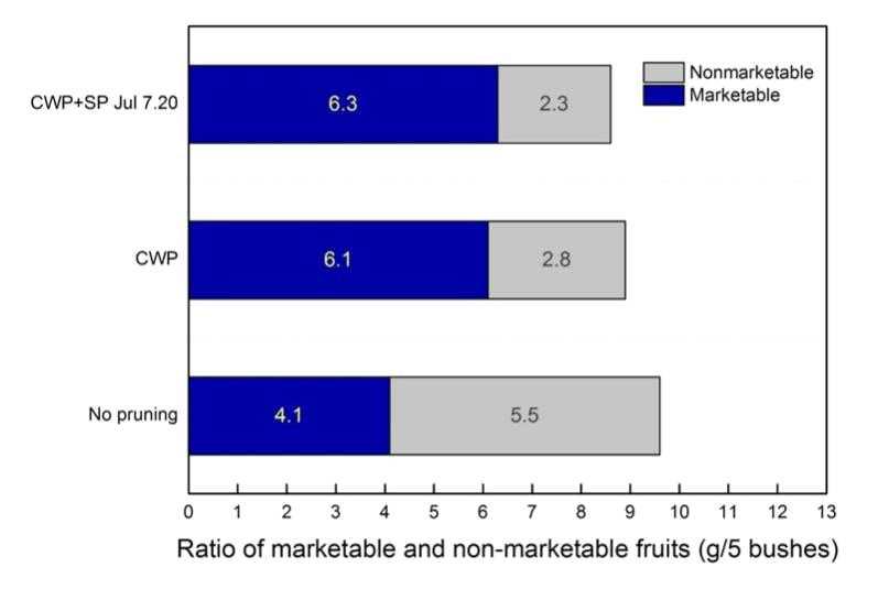The ratio of marketable and non-maketable fruits of ‘Misty’ southern highbush blueberry over the 2015 harvest season
