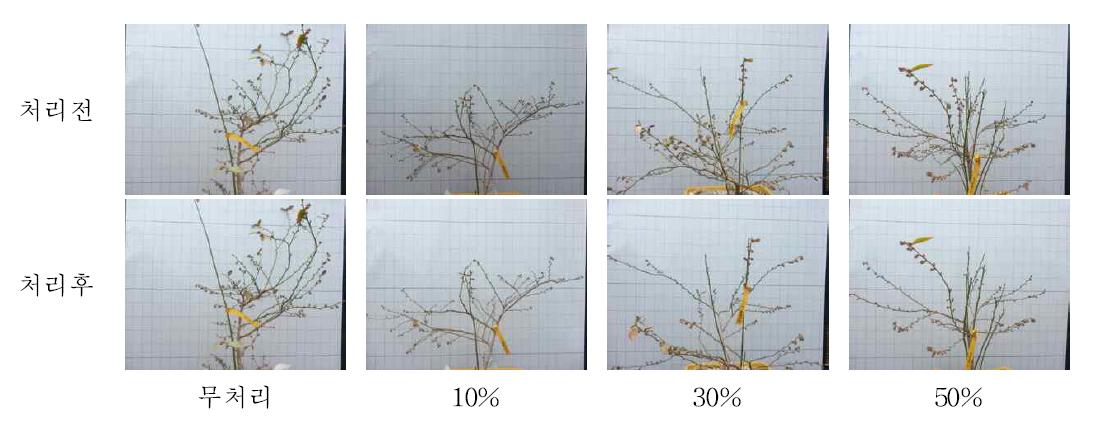 브라이트웰 품종에서 동계 솎음전정 처리전(위)과 후(아래)