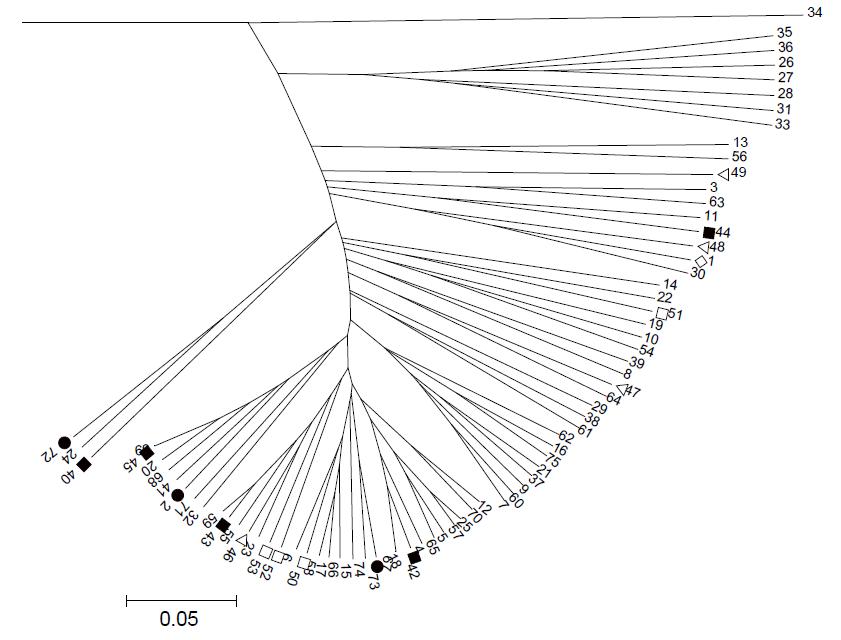 Unrooted neighbor joining dendrogram based on genetic distance by 10 SSR markers in 75 tatary buckwheat