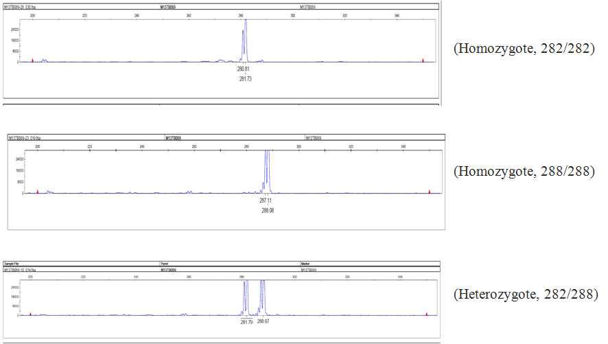 Genotyping of bitter buckwheat germplasm with M13TB069 markers