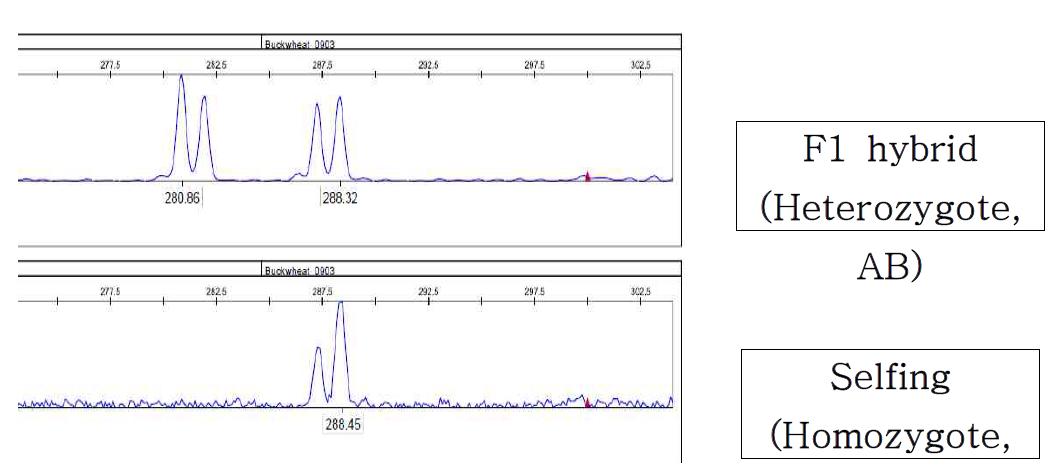 Example of genotyping in hybrid or selfing BsBee)d with M13TB069 marker after artificial crossing.