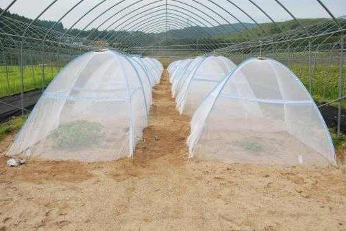 The panoramic view of multiplication in F. tataricum in the field with net house for selfing.