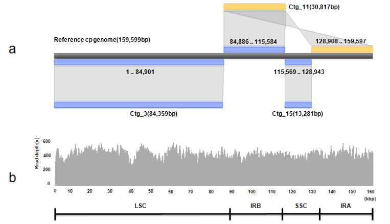 Assembly result of the complete chloroplast (cp) genome sequence of Fagopyrum tataricum.
