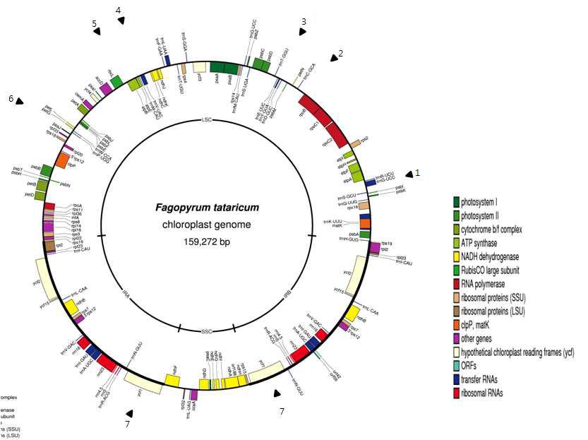 Circular gene map of the Fagopyrum tataricum chloroplast (cp) genome.