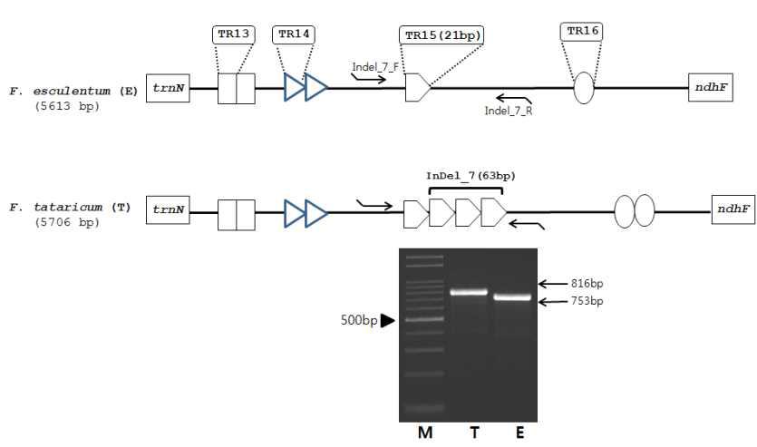 Schematic diagram of the alignment of the Fagopyrum tataricum and F. esculentum ycf1 genes.