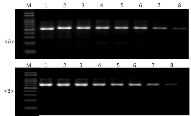 Detection limit of InDel_06 markers to identify tartary and common buckwheat.