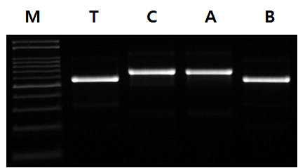 Application of InDel_06 marker to identify tartary and common buckwheat from buckwheat noodle