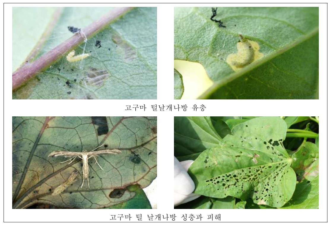 고구마 주요 해충 및 피해 사진.