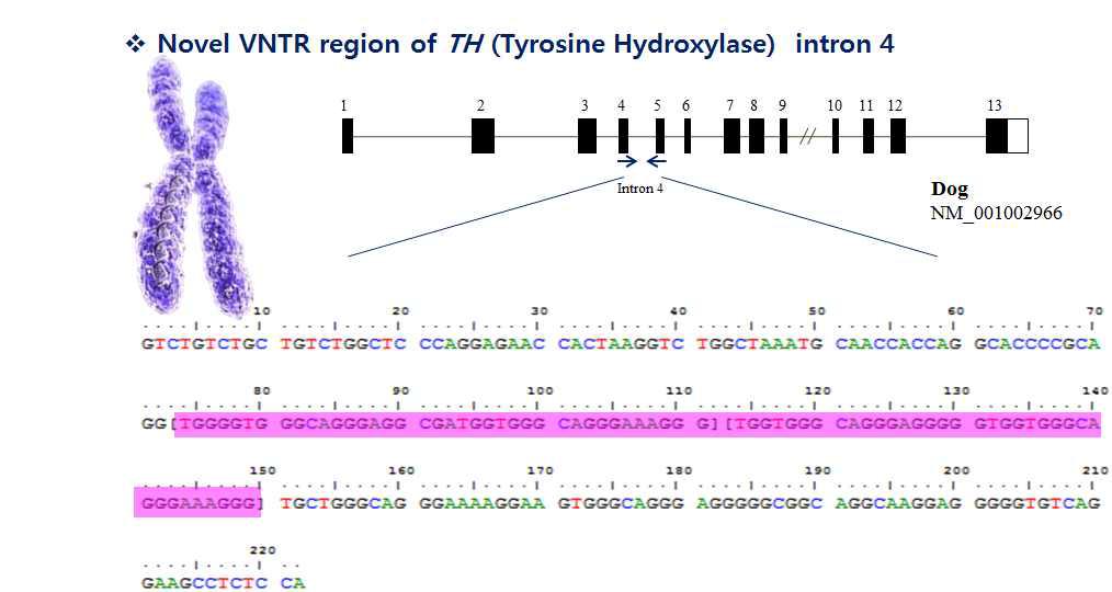 우수 표현형 특수견의 TH 유전자에서 특이적인 VNTR 연구