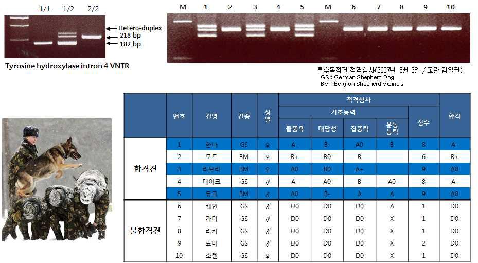 우수 표현형 특수견의 TH 유전자에서 특이적인 VNTR 연구