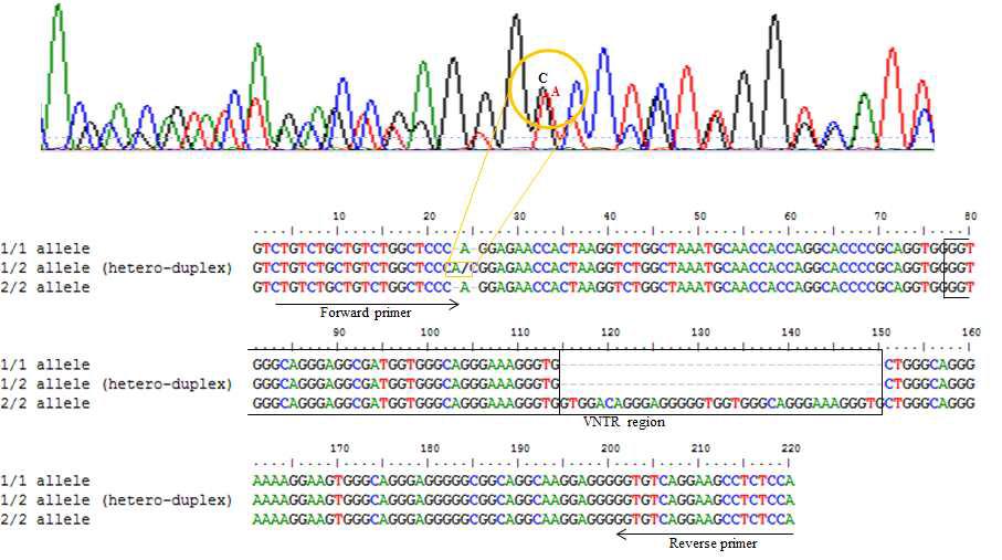 우수 표현형 특수견의 TH 유전자에서 특이적인 VNTR 영역 sequence 분석
