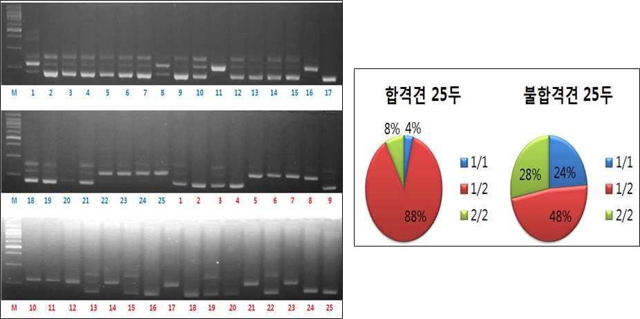 삽살개 합격 및 불합격 각 25두 PCR 밴드 양상 및 비율
