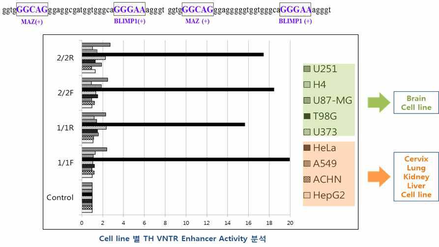 Cell line 별 TH VNTR Enhancer Activity 분석