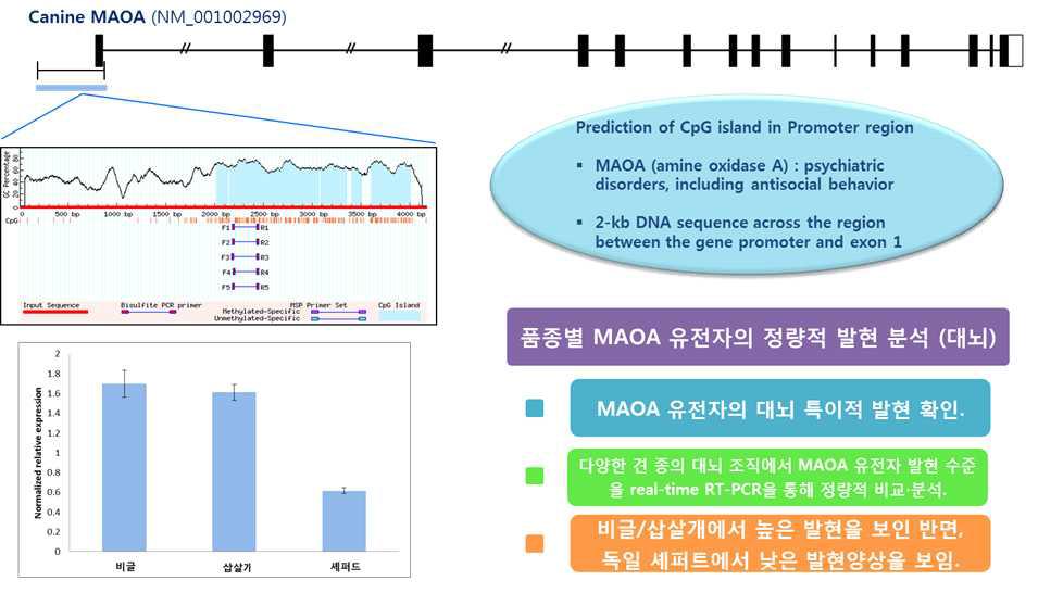 CpG island 영역 예측 및 Bisulfite sequencing PCR 기술