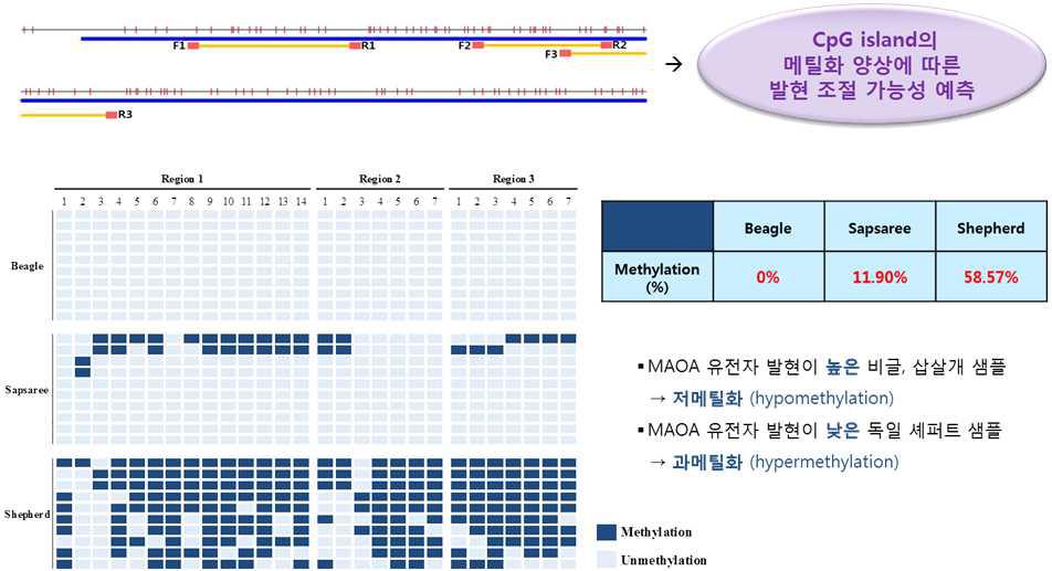 견종별 MAOA 유전자 발현 양상