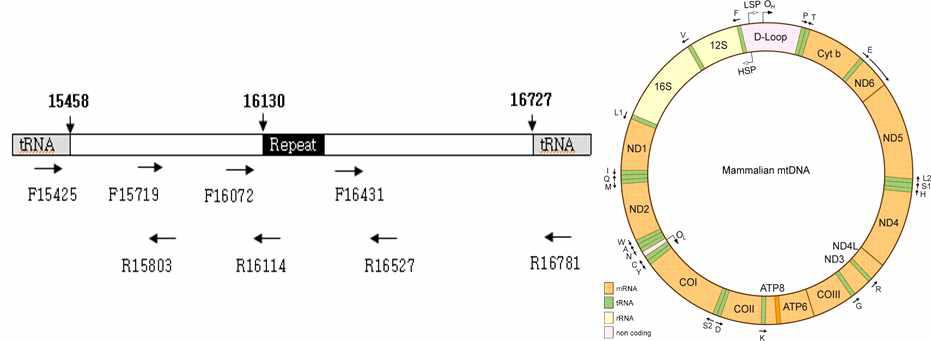 개 mtDNA control region과 tRNA 부분에 따른 증폭 부위
