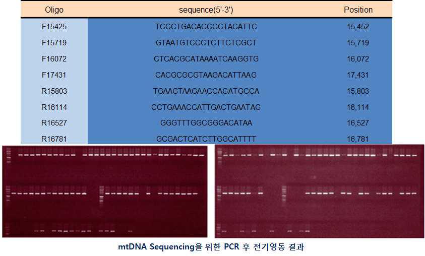 개 mtDNA control region의 유전자증폭을 위한 프라이머 디자인 및 유전자증폭