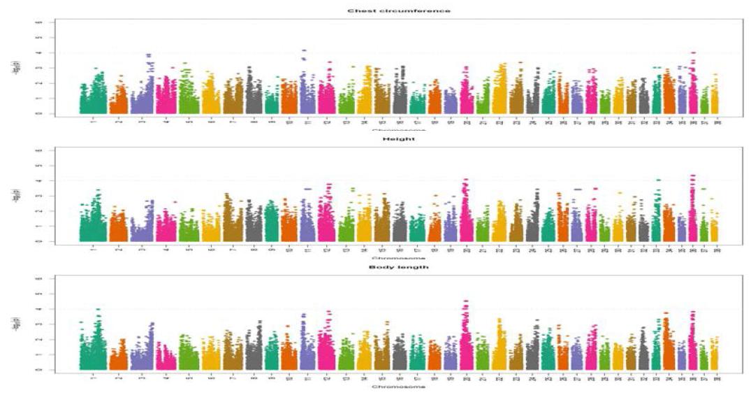 개 성장과 연관된 염색체별 유전자좌위에 대한 맨하튼 플롯
