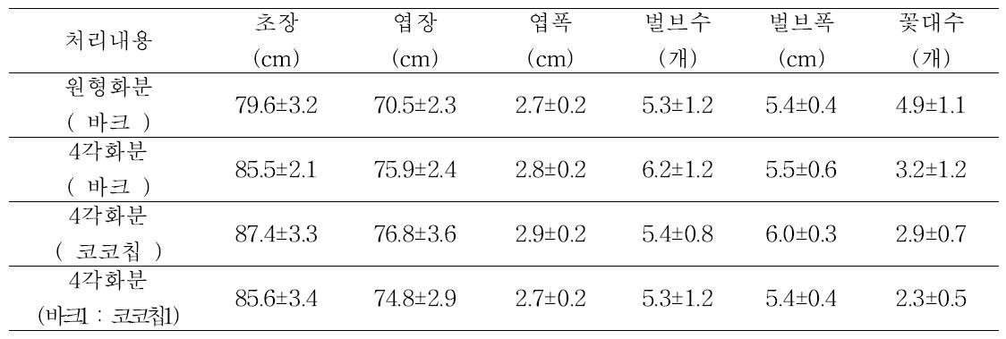 심비디움 화분 용기 및 배지종류에 따른 식물 생육조사