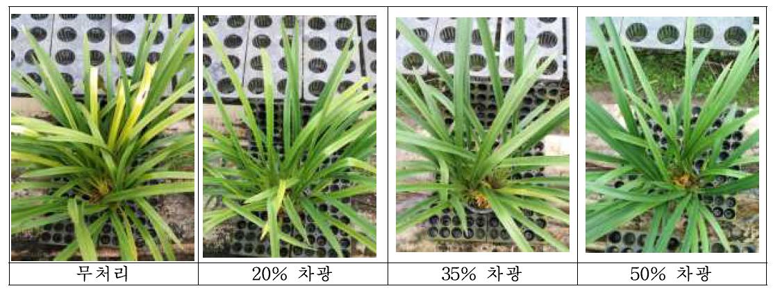 고온기 심비디움 차광정도에 따른 식물체 생육모습