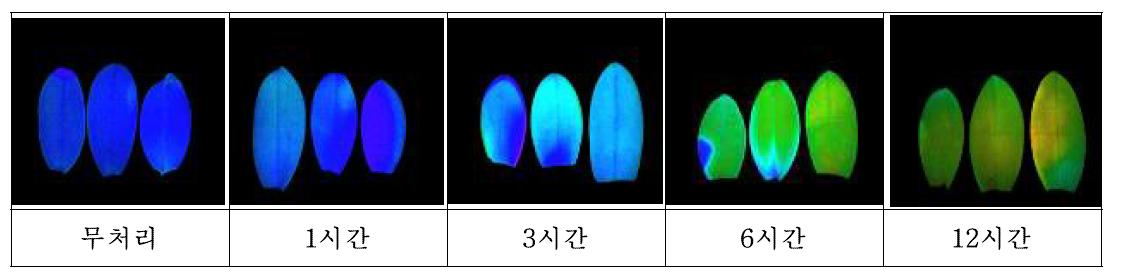 팔레놉시스 40℃ 처리에 따른 엽록소 형광(Fv/Fm) 반응