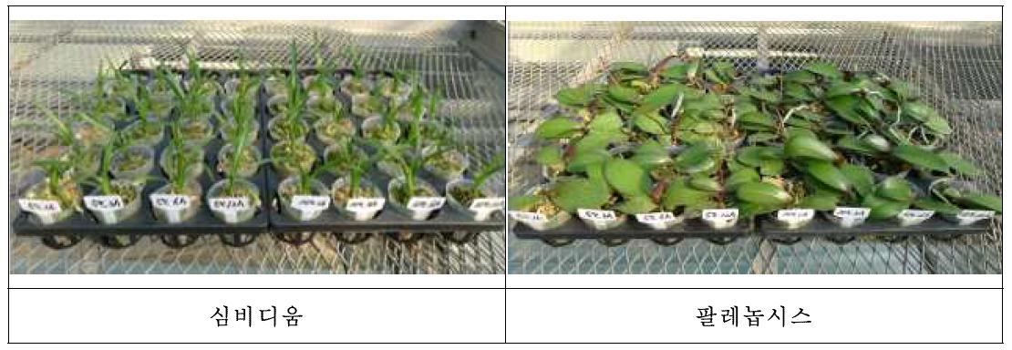 저온 및 고온 스트레스 처리 2주 후 식물체 생육 모습