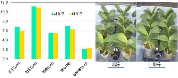 히트파이프 국부난방과 관행 난방의 호접란 생육 비교