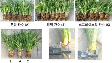 관수방법에 따른 심비디움의 생육