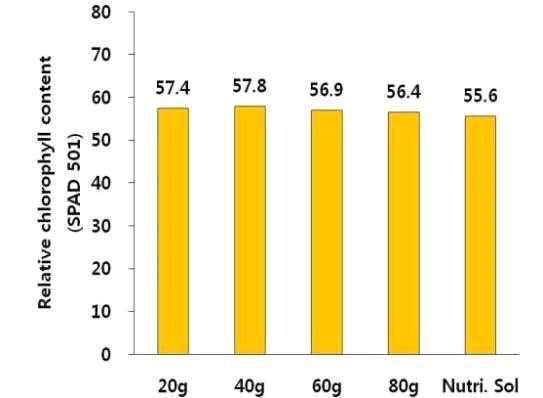 양분공급방법에 따른 엽내 엽록소함량